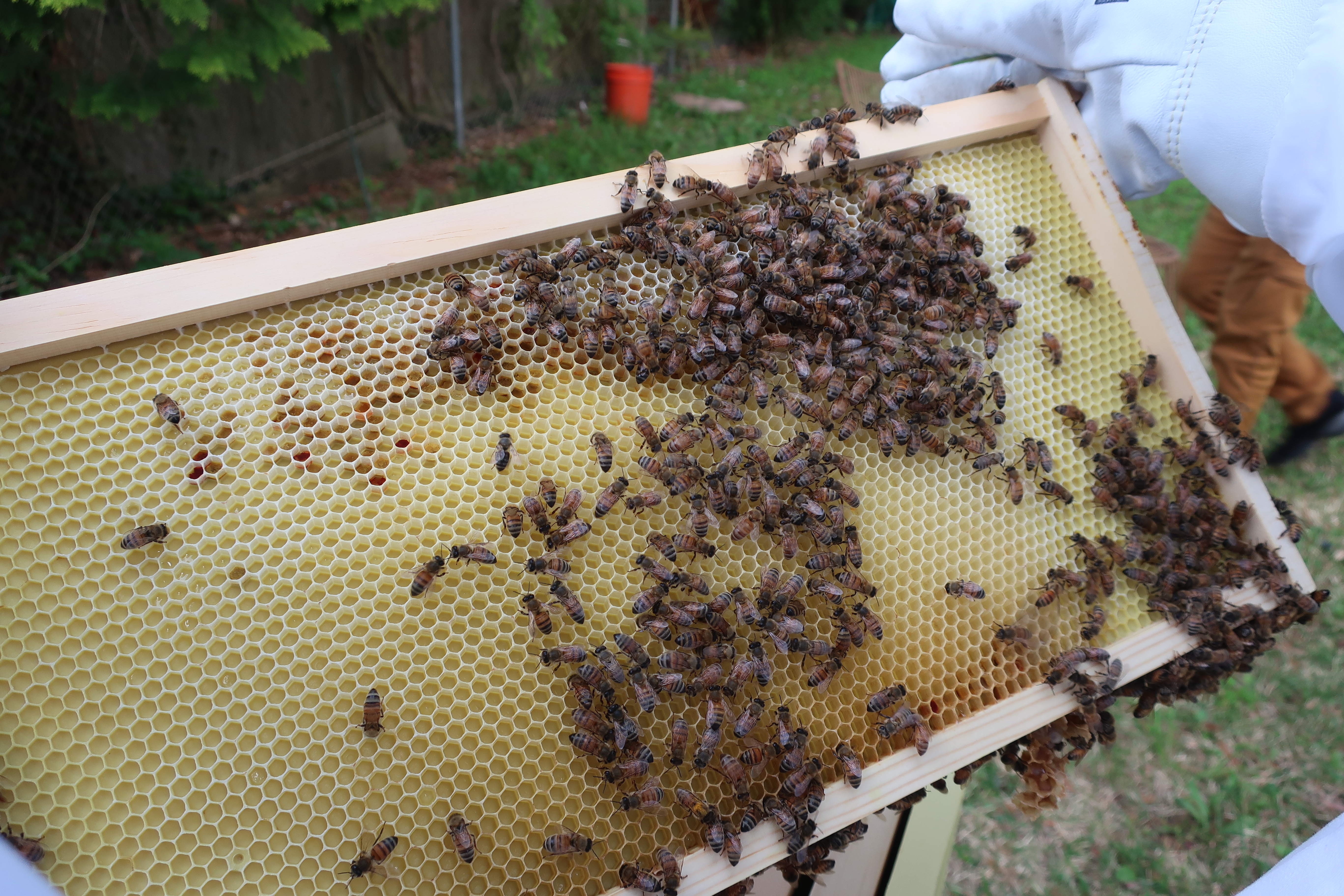 A beekeeper holding up a frame crowded with bees above an open hive