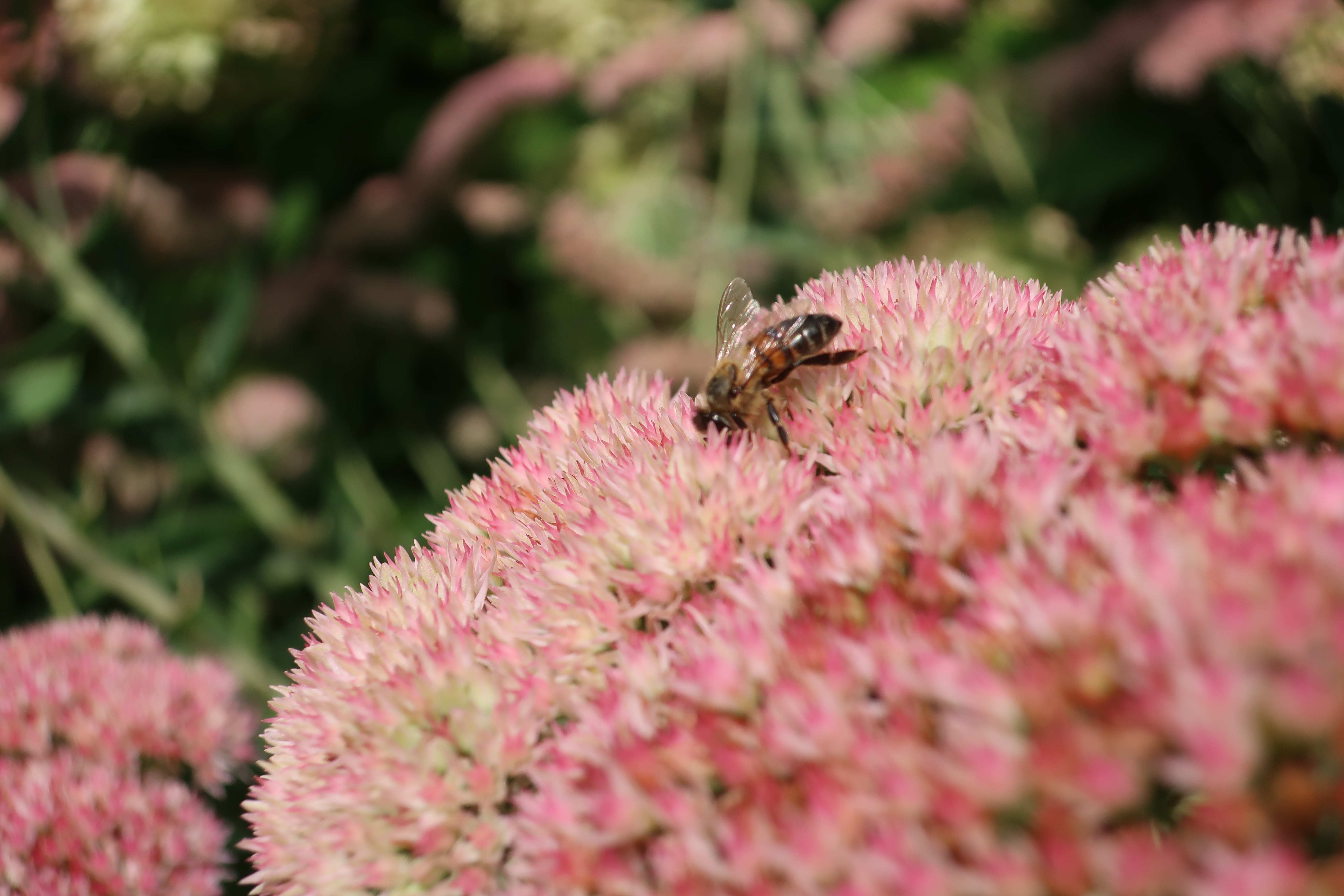A honeybee feeding on a cluster of pink sedum blossoms