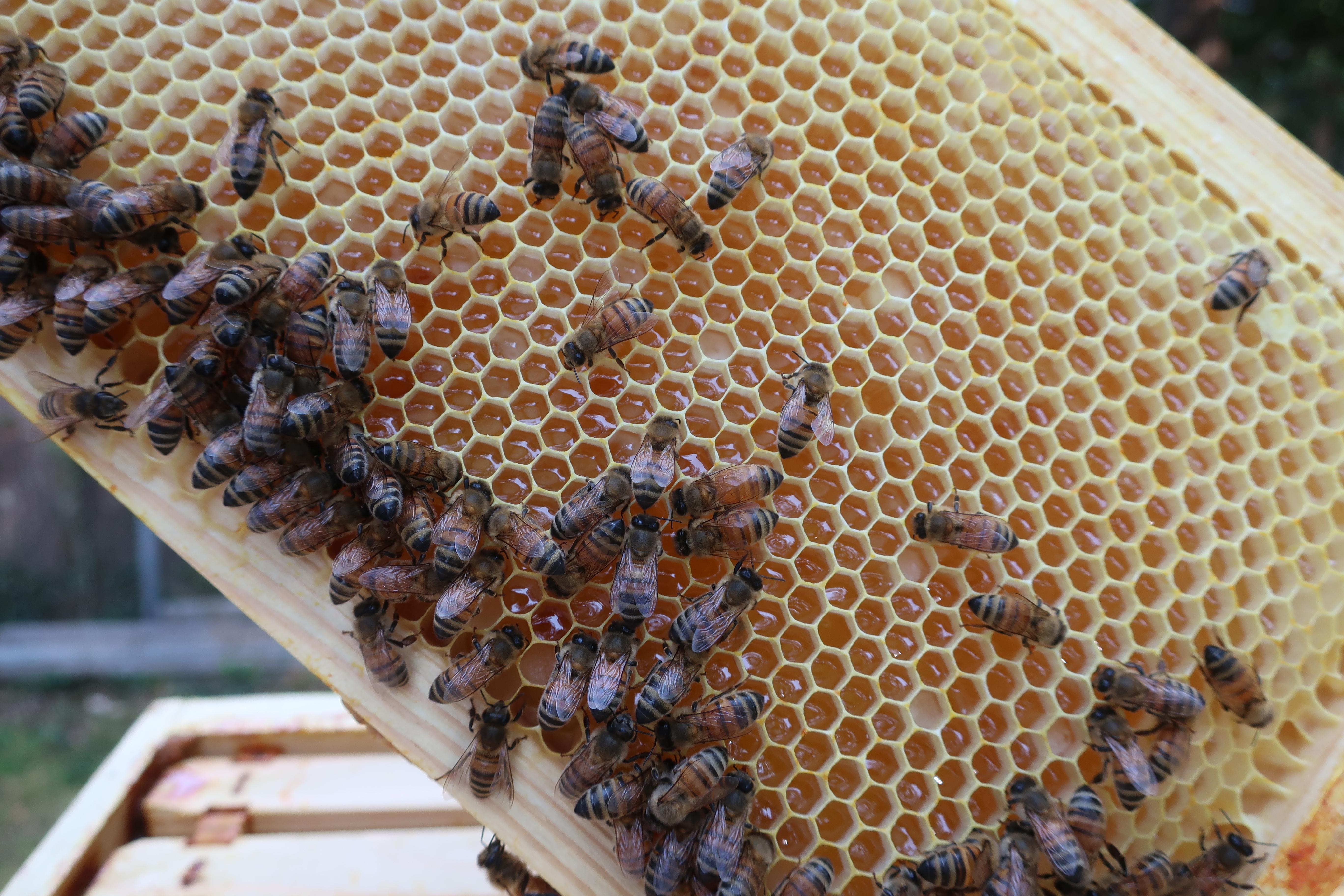Honeybees clustered across a frame of honeycomb filled with amber honey