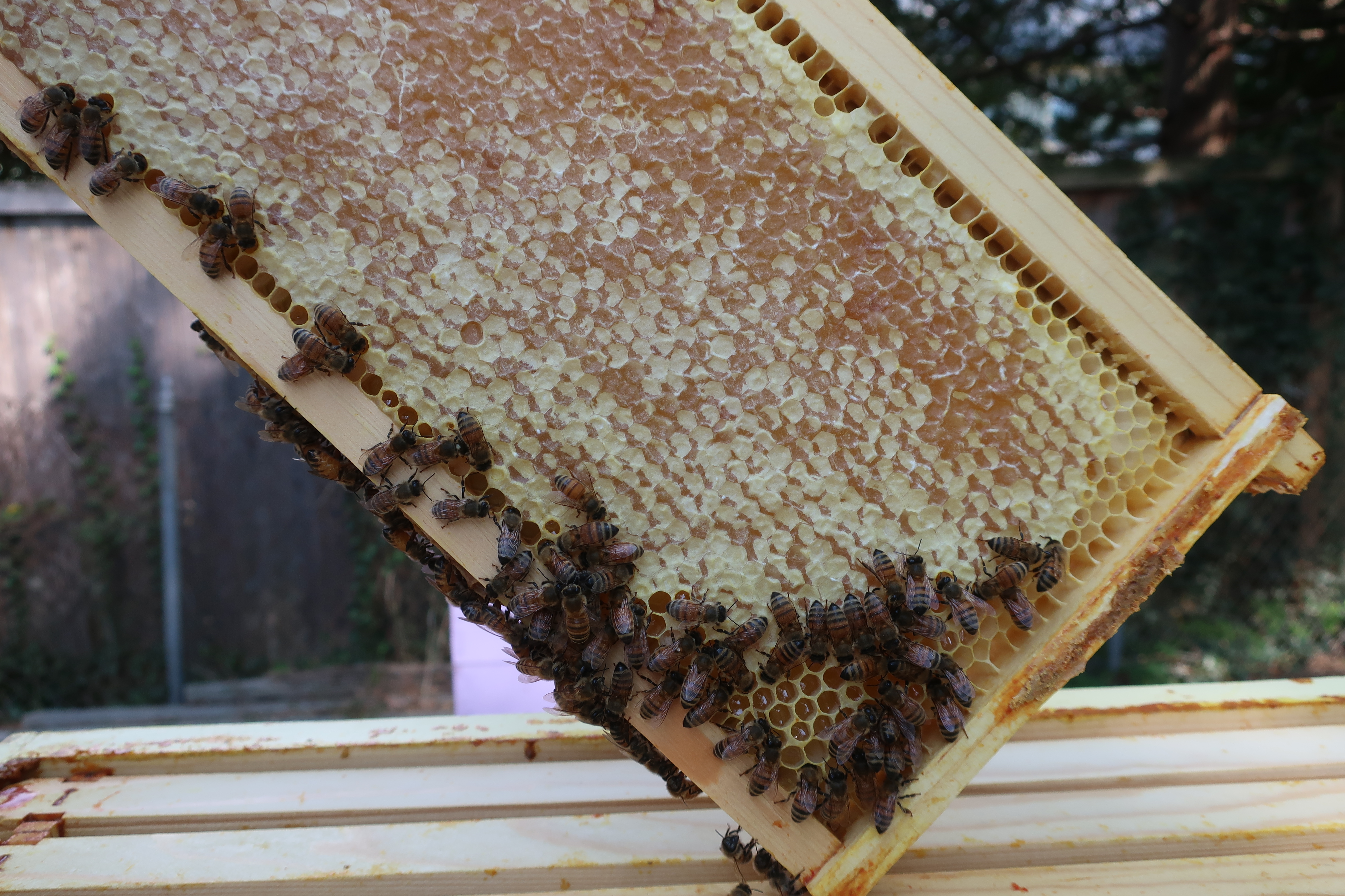 Bees on an uncapped frame of honeycomb during processing