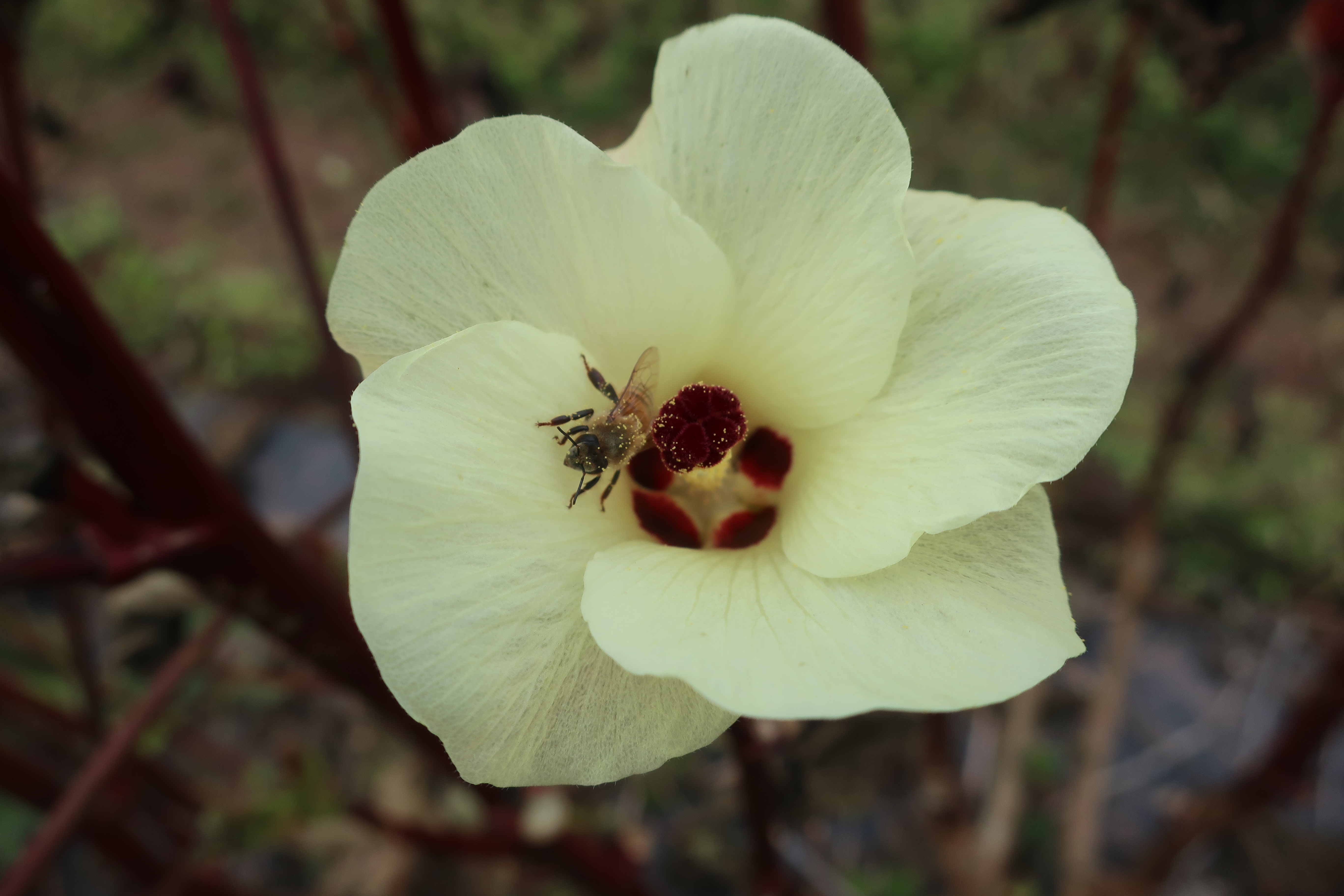 A honeybee gathering pollen at the center of a pale yellow hibiscus flower