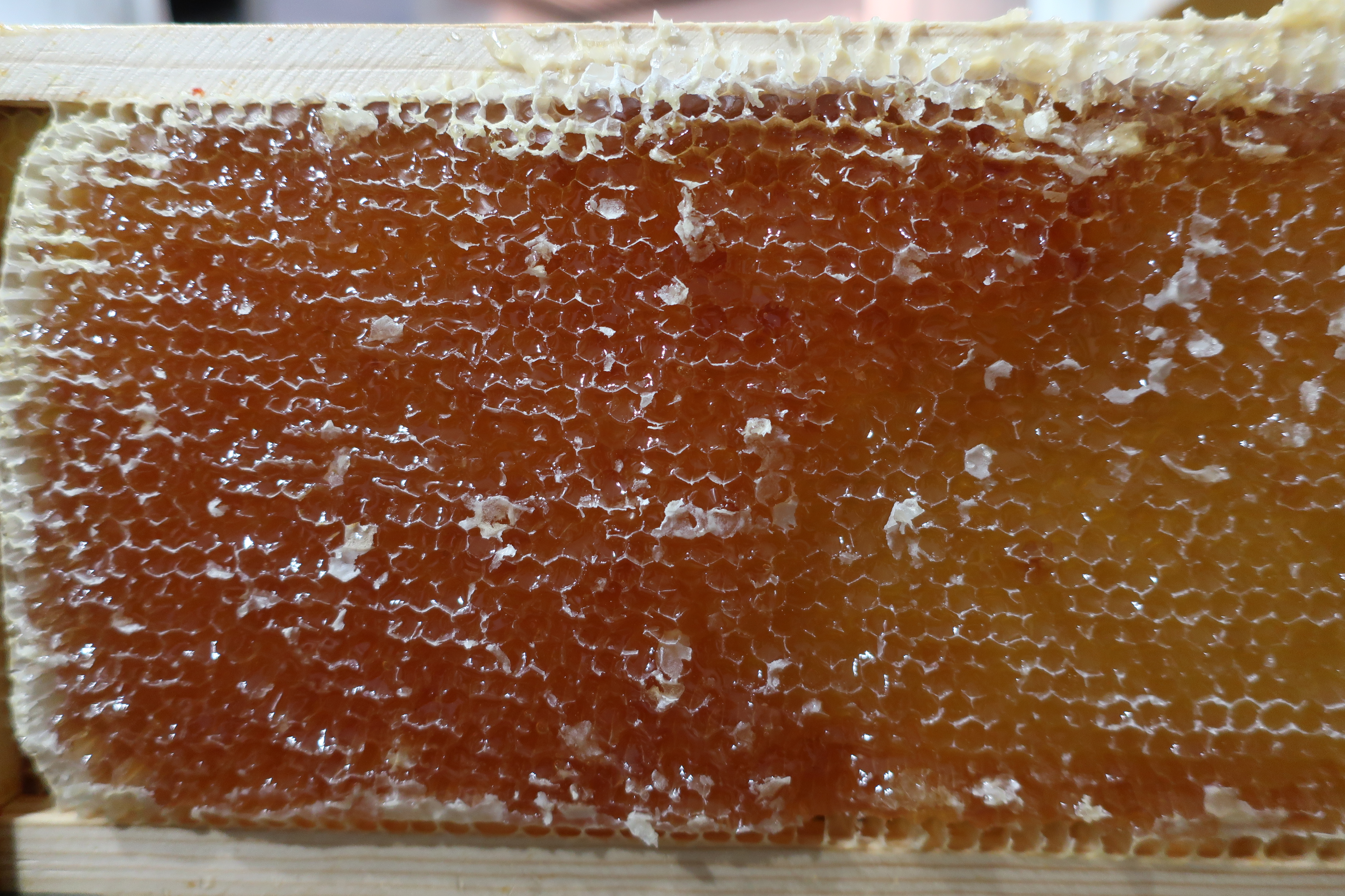 A close view of a frame of capped honeycomb full of honey