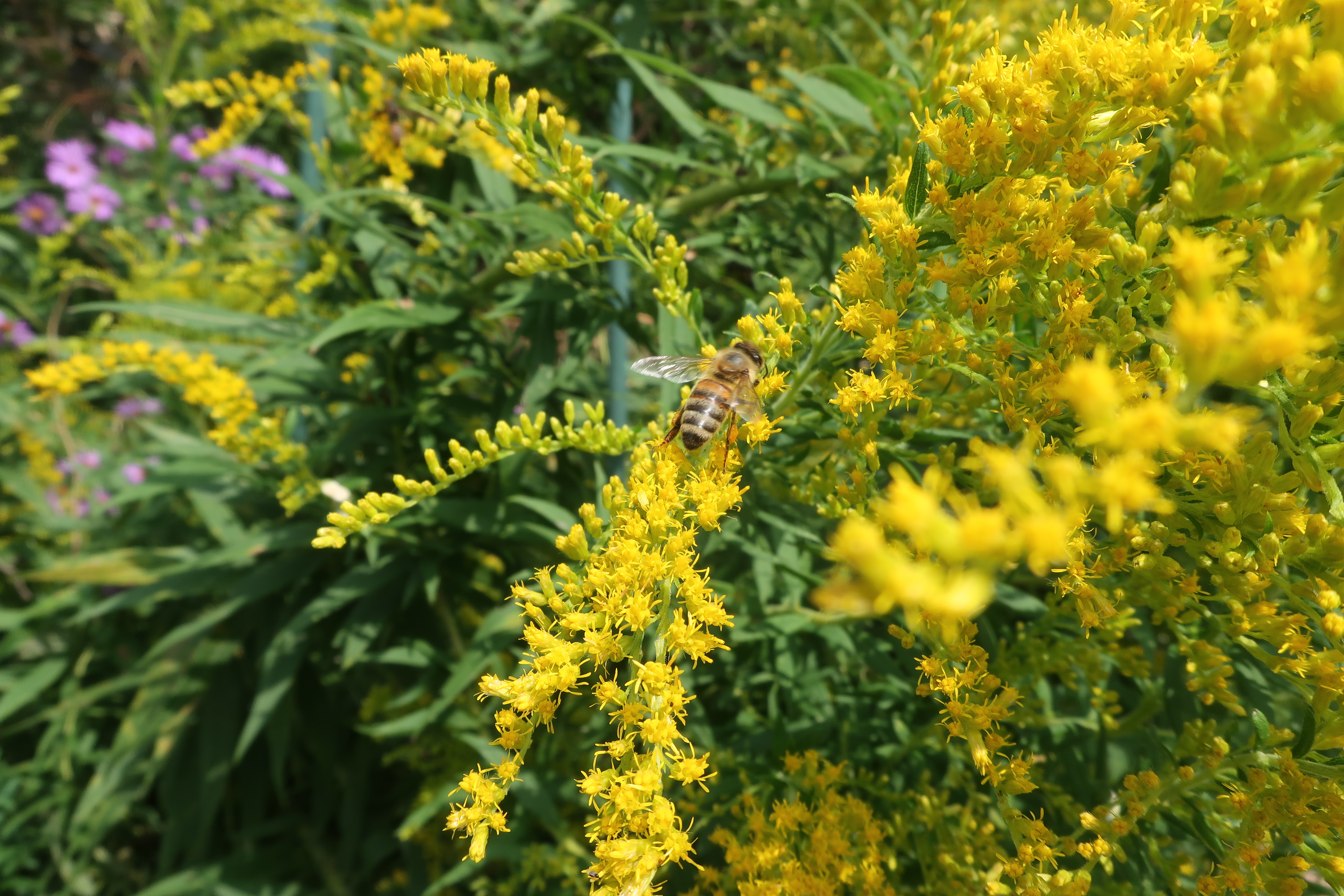 A honeybee foraging on a spray of goldenrod