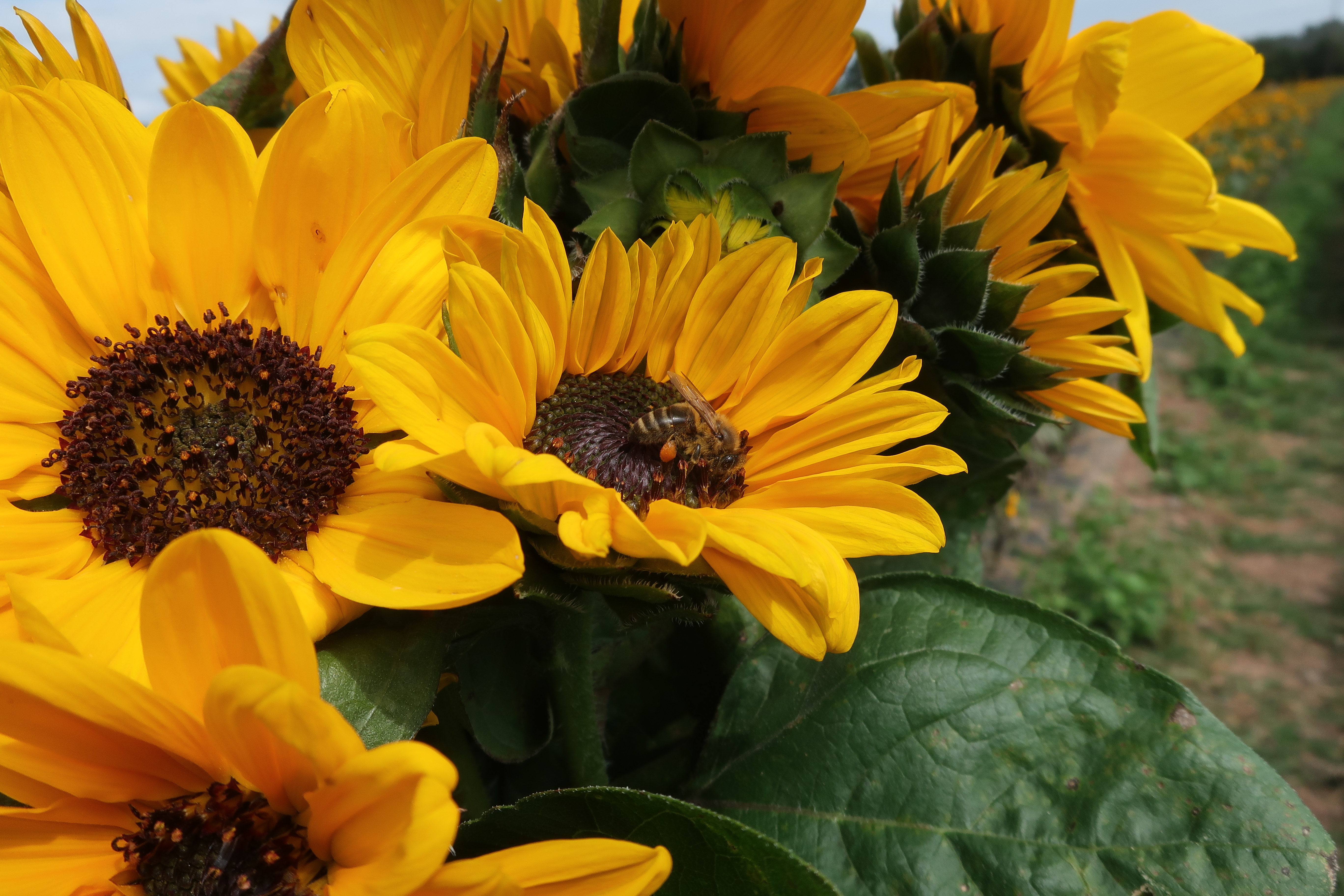 Sunflowers in bloom with a honeybee resting on one of the flower heads