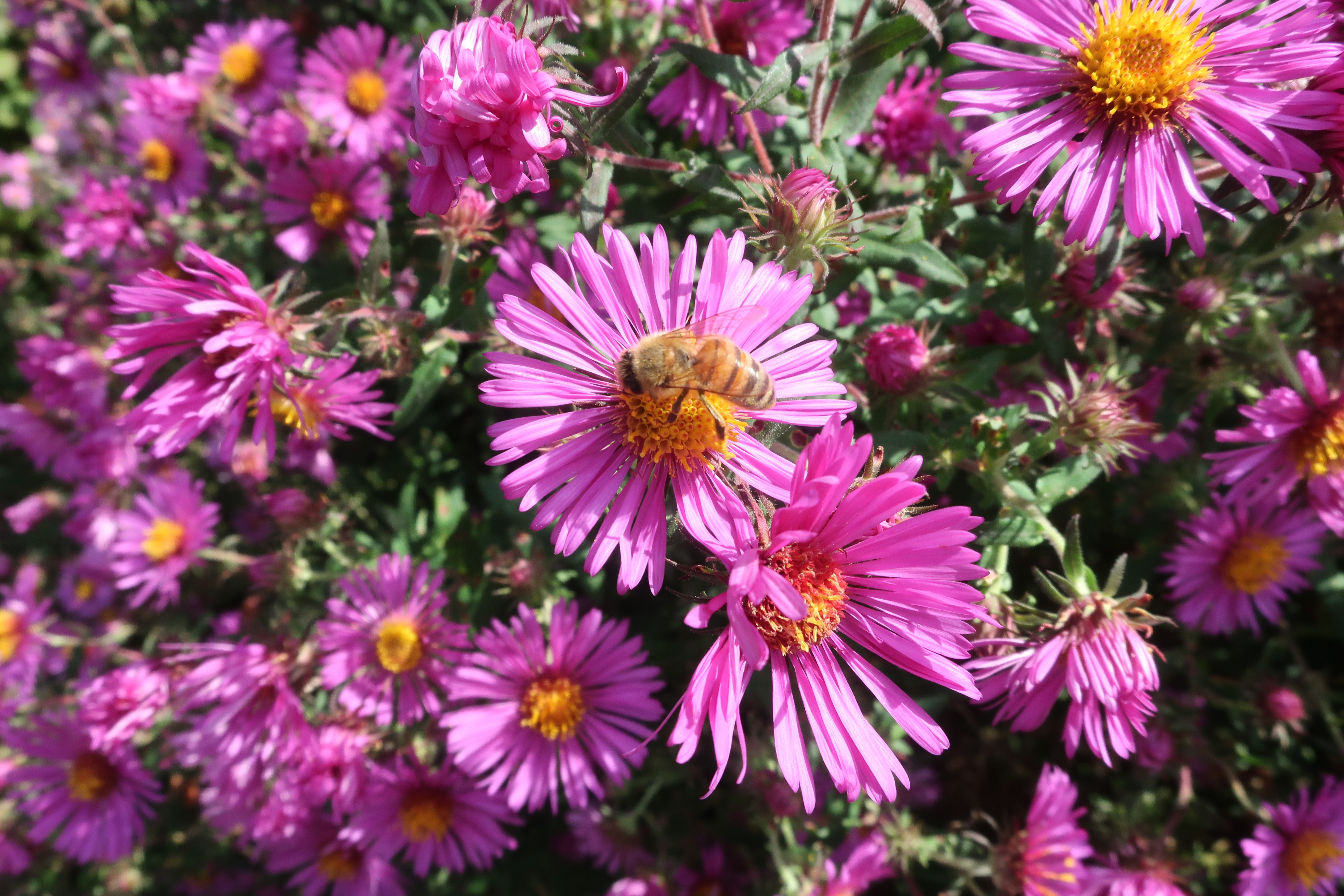 A honeybee on bright pink aster flowers