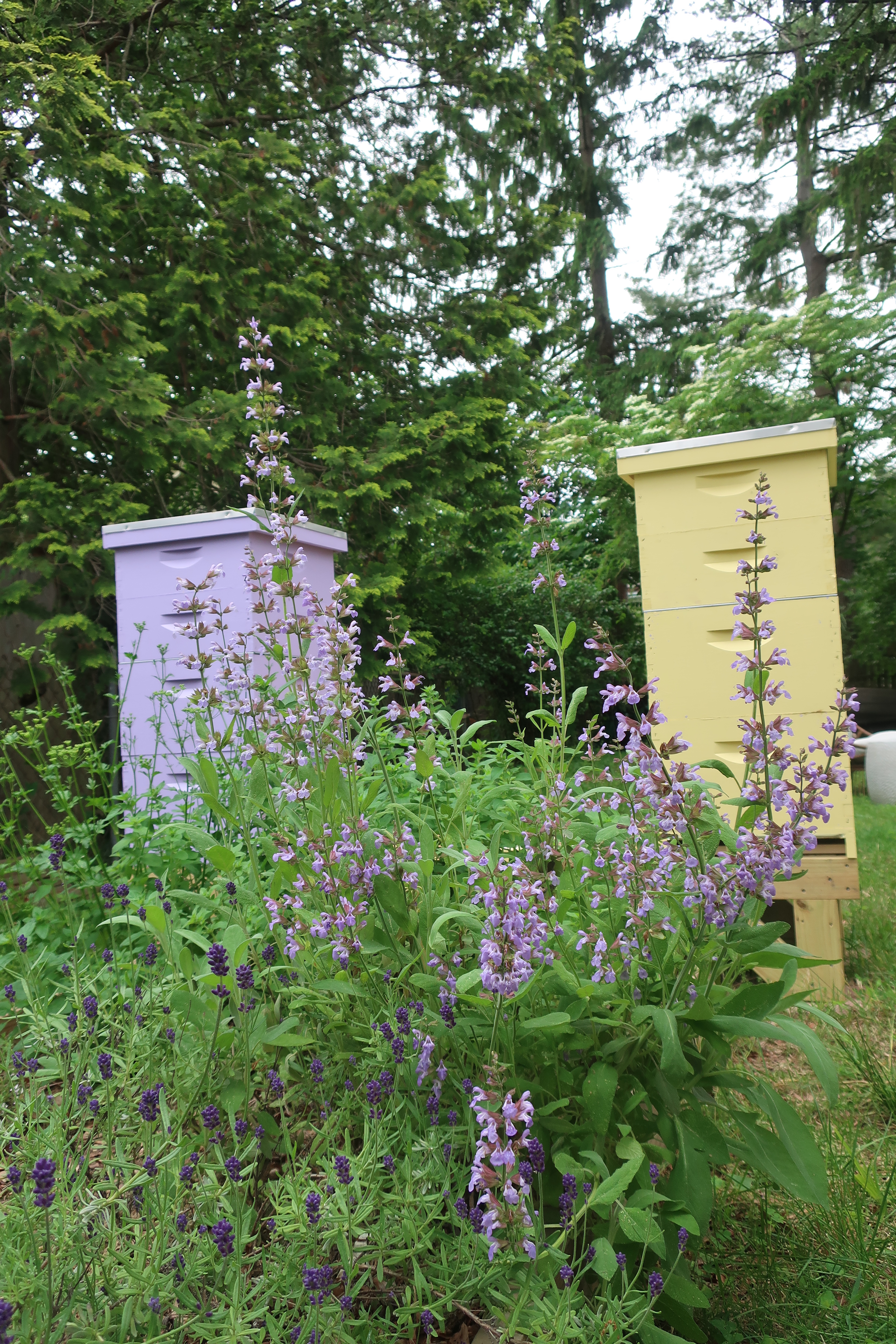 A lavender and a yellow beehive behind flowering purple salvia