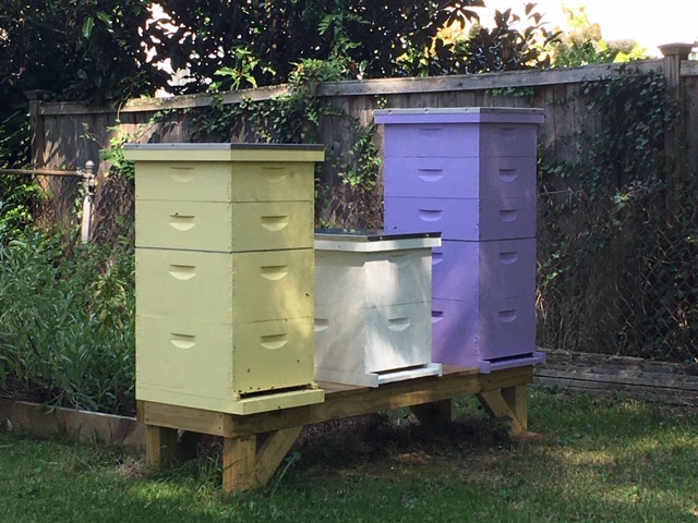 A pale yellow beehive and a lavender beehive side by side in a garden