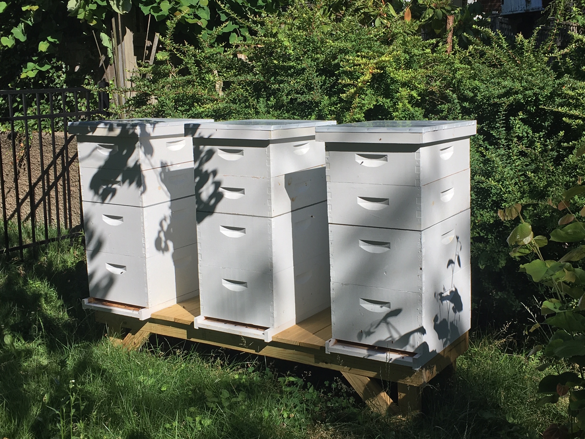 A cluster of beehives with galvanized tops in a shaded green yard