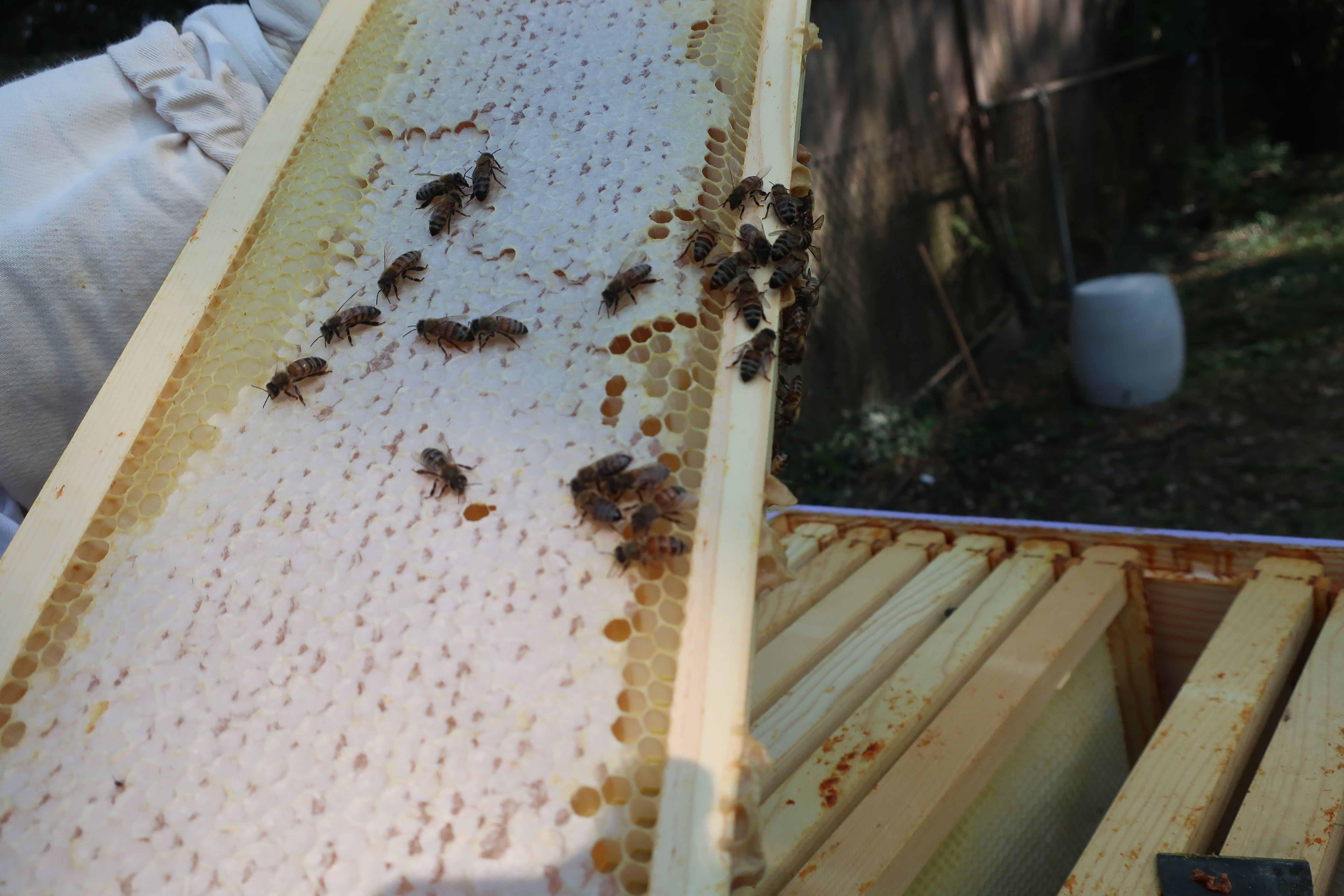 Bees on a frame of honeycomb held outdoors above the hive