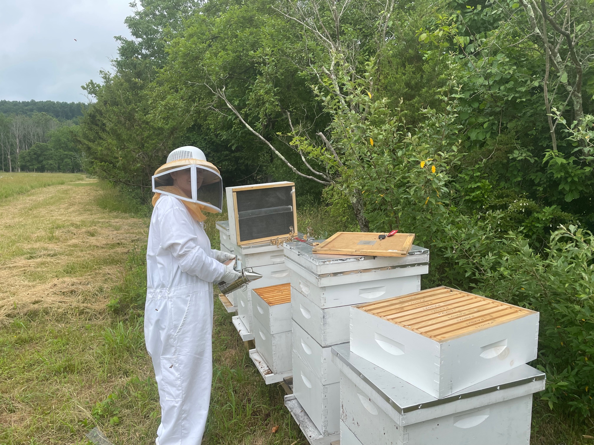 A beekeeper in a white suit lifting a frame from a hive at the edge of a meadow