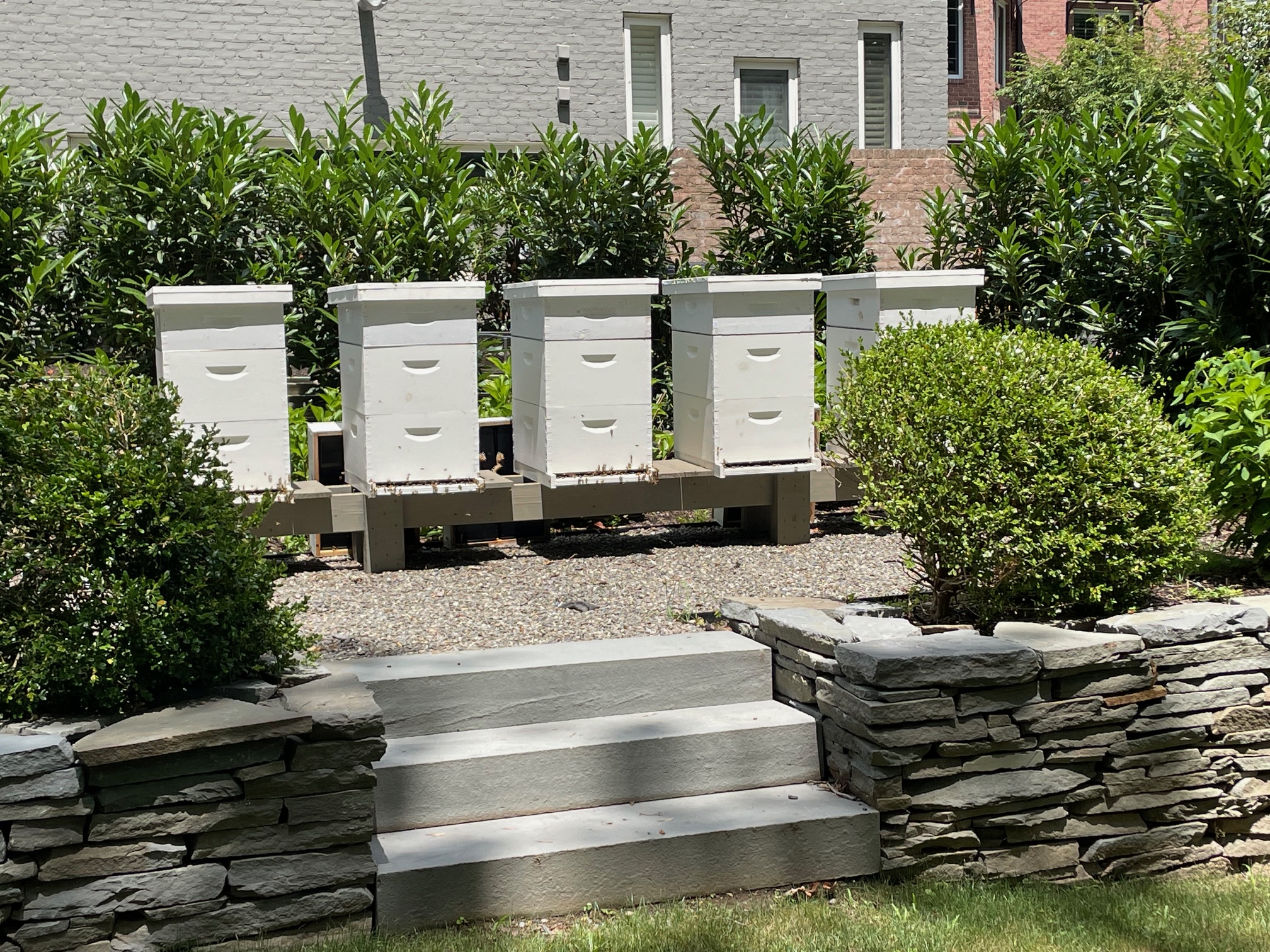 White beehives on a stone terrace surrounded by garden shrubs